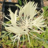 Centaurea cheiranthifolia